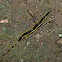 Land planarian