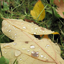 Sassafras Leaf