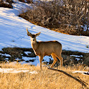 Mule Deer