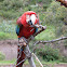 Macaw, Red-and-Green