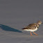 Sandpiper