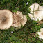 Mushrooms