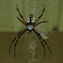 Golden Garden Banana Spider