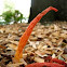 Mutinus spp already?!
