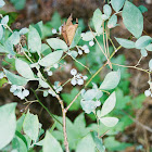 Wild Blueberry