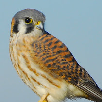 Birds of Vassar Preserve