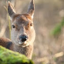 Red deer