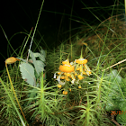 Dog Sick Slime Mould