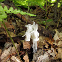 Ghost Plant