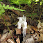 Ghost Plant