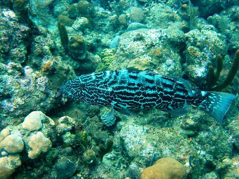 Black grouper