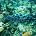 Black grouper