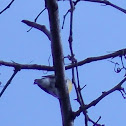 Yellow-throated Vireo