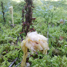 Yellow Bird's-nest