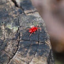 Red velvet mite