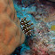 Dragon wrasse juvenile