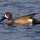 Blue-winged Teal