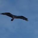 Osprey
