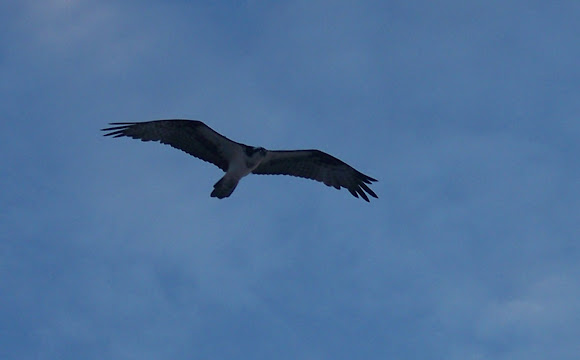 Spotting Image 1