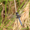 Blue Corporal