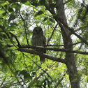 Barred Owl