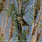 Zitting Cisticola; Buitrón
