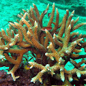 Robust Staghorn Coral