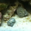 Turbo snail