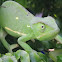 Chameleon