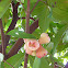 Rose Apple