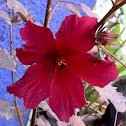 Rosa de Jamaica 