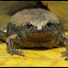 Eastern Narrow-mouthed Toad
