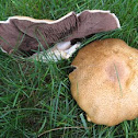 scaly orange capped agaricus