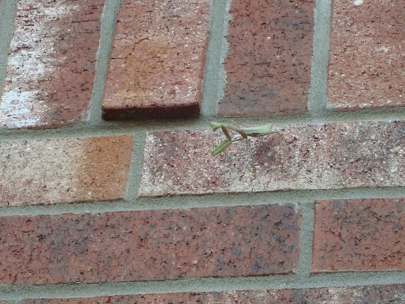Spotting Image 1