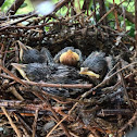 Northern Mockingbird