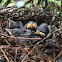 Northern Mockingbird