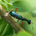 Elongated Tiger Beetle