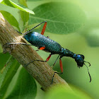 Elongated Tiger Beetle