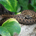 Renard's viper