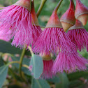 Corymbia ficifolia