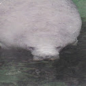 West Indian Manatee