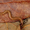 Centipede