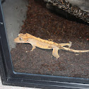 Crested Gecko