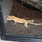Crested Gecko