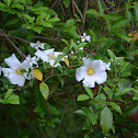 Yellow leaf hawthorne