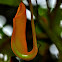 Pitcher Plant
