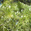 Cedro del Himalaya. Himalayan Cedar