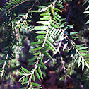 Eastern hemlock