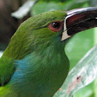 Crimson-rumped Toucanet