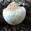 Lions Mane